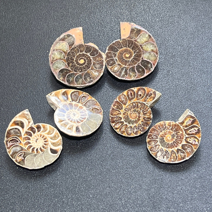 Matching Ammonite Fossil Pairs Polished Carving Spiral Ammonoids