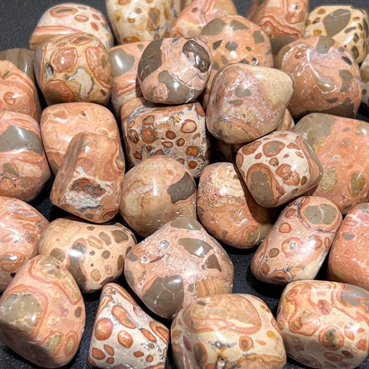 Leopardite (Leopard Skin Jasper) Tumbled (1 LB) One Pound Bulk Wholesale Lot