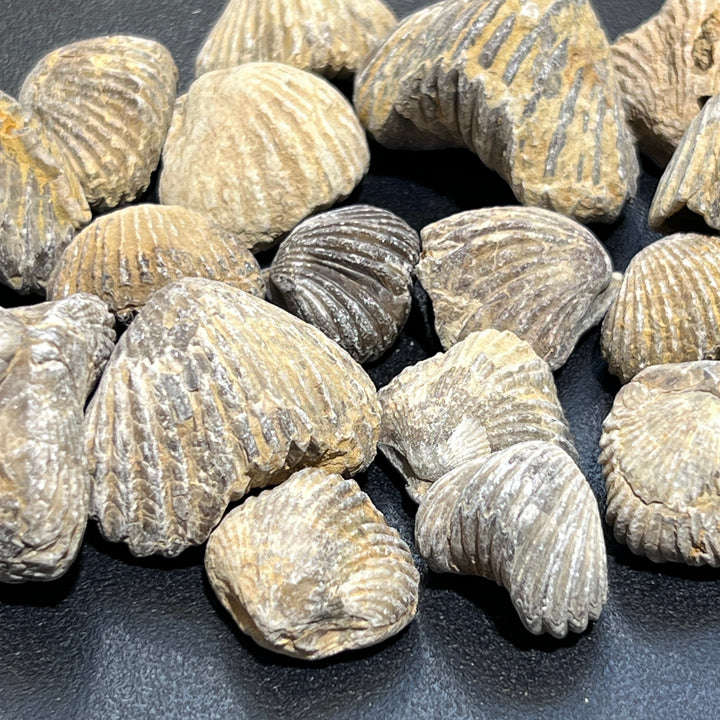 Brachiopod Shell Fossils Collection Bulk Wholesale Lot Fossil Carving From Morocco