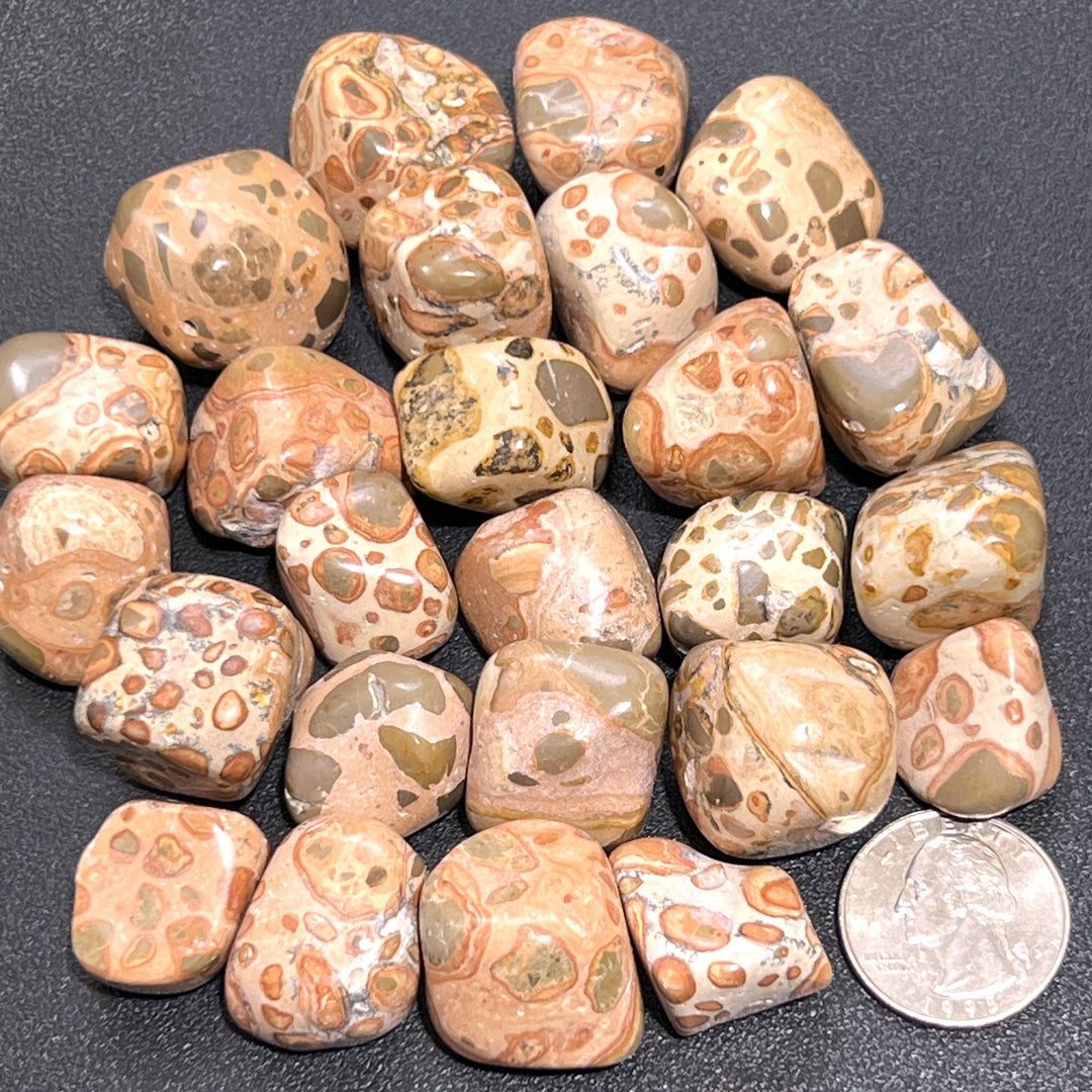 Leopardite (Leopard Jasper) Tumbled Stones (By The Piece or Pound) Wholesale