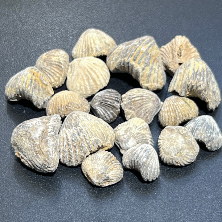 Brachiopod Shell Fossils Collection Bulk Wholesale Lot Fossil Carving From Morocco